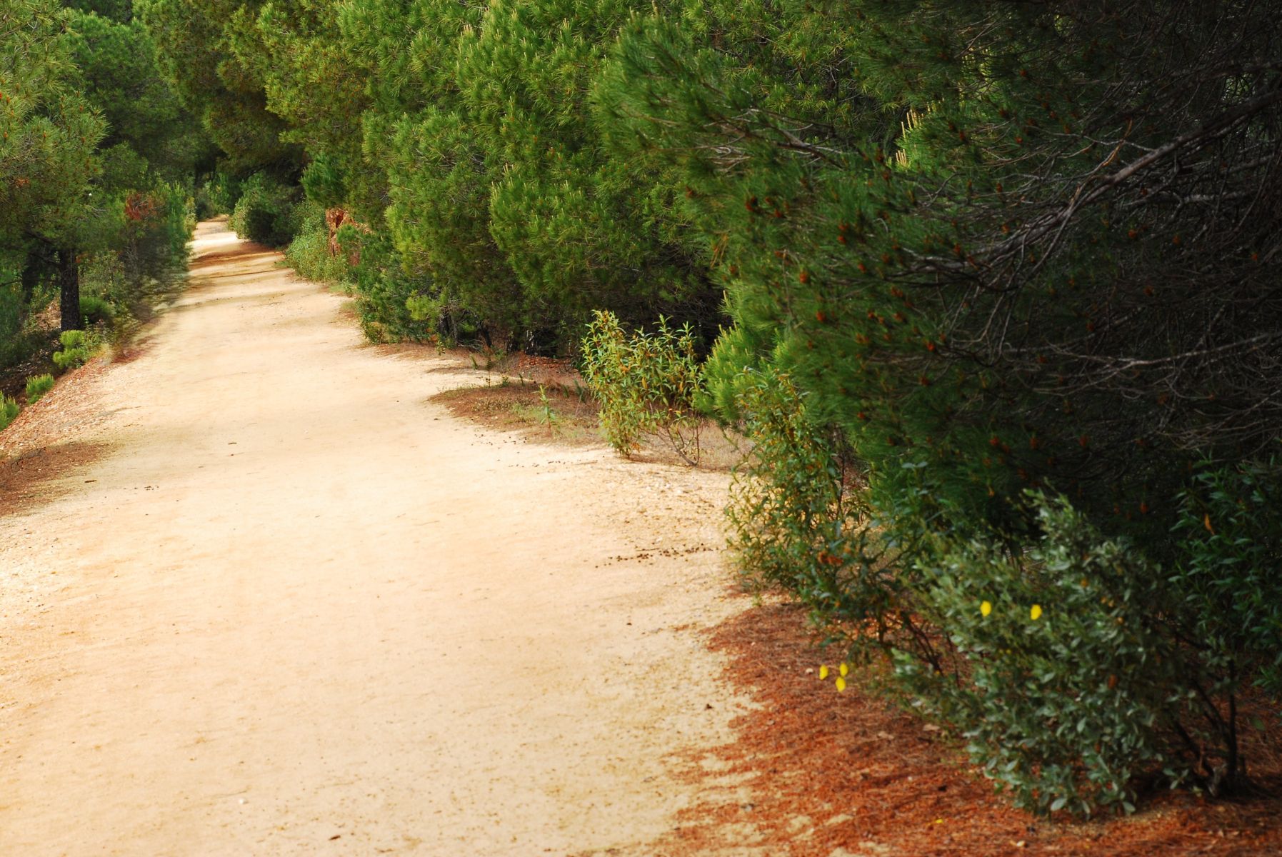 Bolet�n INfoV�as